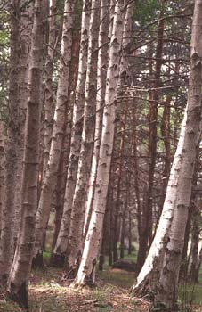 Abedul llorón - Tronco (Betula pendula)