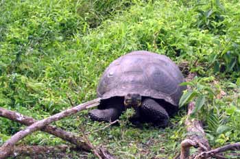 Tortuga Gigante, Geochelone elephantopus, Ecuador