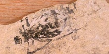 Libélula-Larva (Insecto) Eoceno