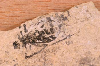 Libélula-Larva (Insecto) Eoceno