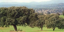 Encina - Bosque (Quercus ilex)