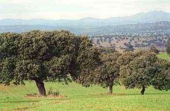 Encina - Bosque (Quercus ilex)