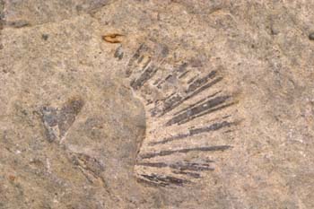 Bivalvo (Molusco-Bivalvo) Jurásico