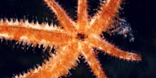 Estrella (Coscinasterias tenuispinas)