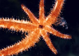 Estrella (Coscinasterias tenuispinas)