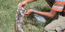 Cometas de plástico, Campamento de pescado, Alunaga, Sumatra, In