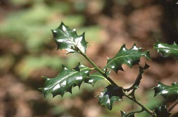 Acebo - Hoja (Ilex aquifolium)
