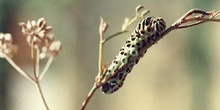 Macaón - oruga (Papilio machaon)
