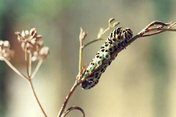 Macaón - oruga (Papilio machaon)