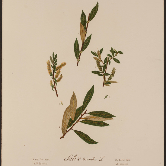 IES_CARDENALCISNEROS_HERBARIO_063