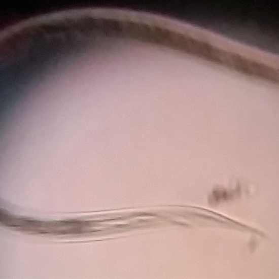 Cerva-L-03-01-08-nematodos 20181118