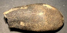 Duvalia dilata (Cefalópodo) Cretácico