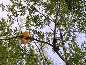 Hongo llao llao, Argentina
