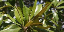 Magnolio - Hoja (Magnolia grandiflora)