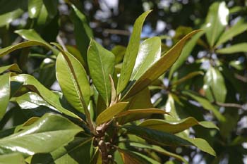 Magnolio - Hoja (Magnolia grandiflora)