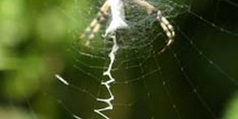 Araña cestera (Argiope bruennichi)