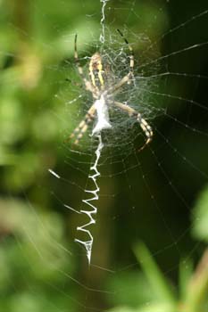 Araña cestera (Argiope bruennichi)