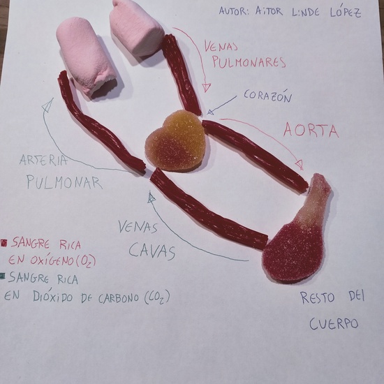 Modelos de aparato circulatorio con chuches