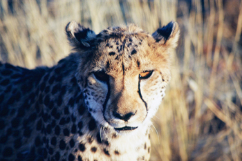 Cara de Guepardo, Namibia