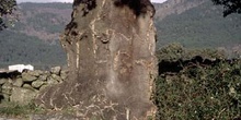 Alcornoque - Tronco (Quercus suber)