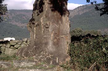 Alcornoque - Tronco (Quercus suber)