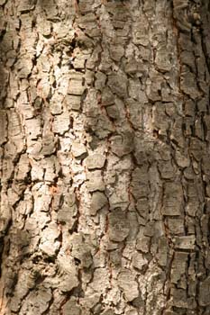 Falso abeto rojo - Tronco (Picea abies)