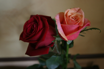 Flores para Santa Rita de Casia, Santiago de Compostela, La Coru