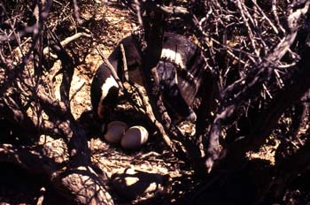 Pingüino de Magallanes, Argentina