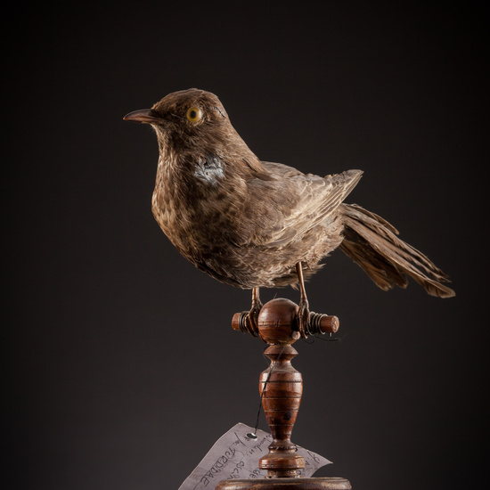 IES_SANISIDRO_BIOLOGIA_389