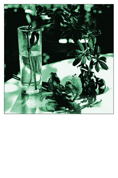 Fotografía artística de un bodegón usando la técnica del virado