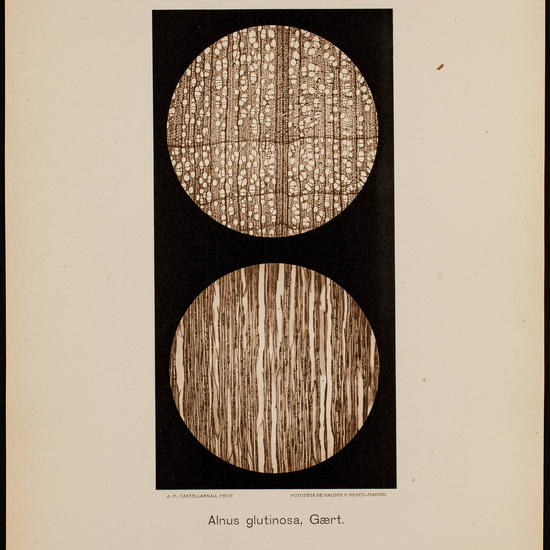 IES_CARDENALCISNEROS_BOTÁNICA_II_LÁMINAS_059