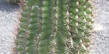 Ferocactus herrerae