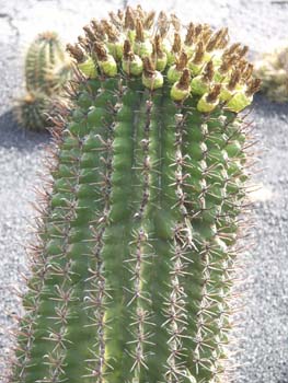 Ferocactus herrerae