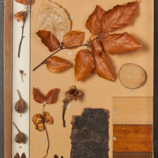 IES_CARDENALCISNEROS_BOTÁNICA_I_004