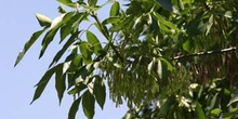 Fresno de hoja ancha - Hoja (Fraxinus excelsior)