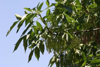 Fresno de hoja ancha - Hoja (Fraxinus excelsior)