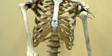 Esqueleto óseo