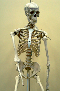 Esqueleto óseo