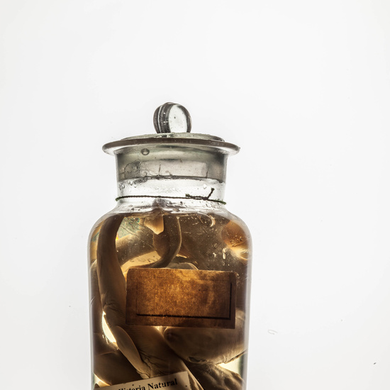 IES_CARDENALCISNEROS_CIENCIASNATURALES_150