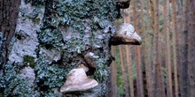 Yesquero del abedul (Piptoporus betulinus)