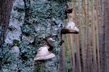 Yesquero del abedul (Piptoporus betulinus)