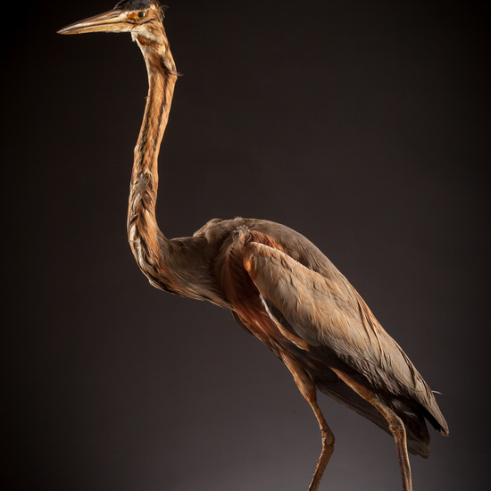 IES_CERVANTES_BIOLOGIA_014