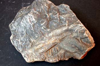 Cruziana sp. (Huella) Ordovícico