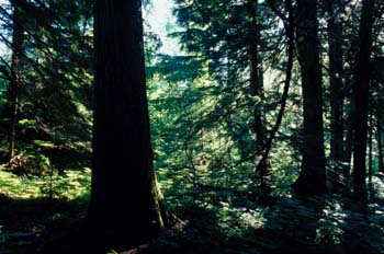 Bosque de coníferas en las Montañas Rocosas