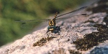 Libélula cernícalo (Onychogomphus uncatus)