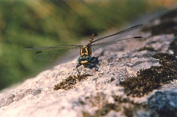 Libélula cernícalo (Onychogomphus uncatus)