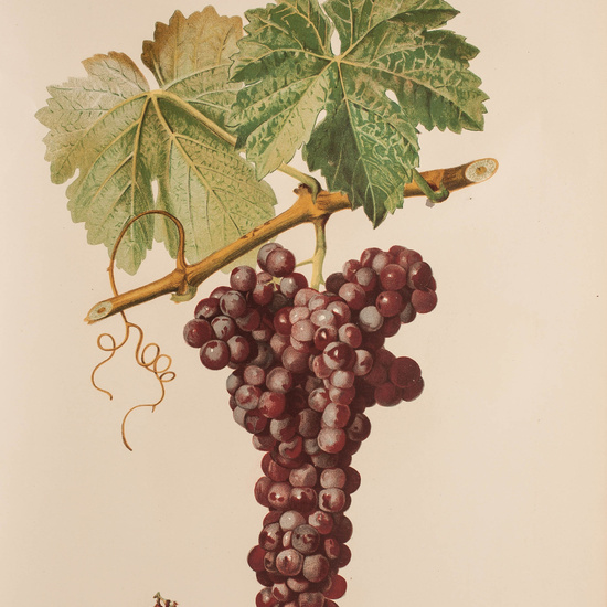 IES_CARDENALCISNEROS_BOTÁNICA_II_LÁMINAS_102