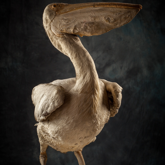 IES_SANISIDRO_BIOLOGIA_316