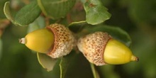 Encina - Bellota (Quercus ilex)