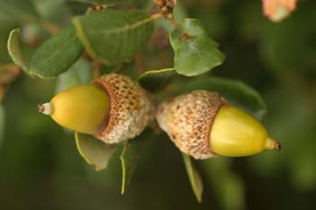 Encina - Bellota (Quercus ilex)